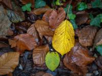 Gelbes Bergulmenblatt auf braunem Buchenlaub